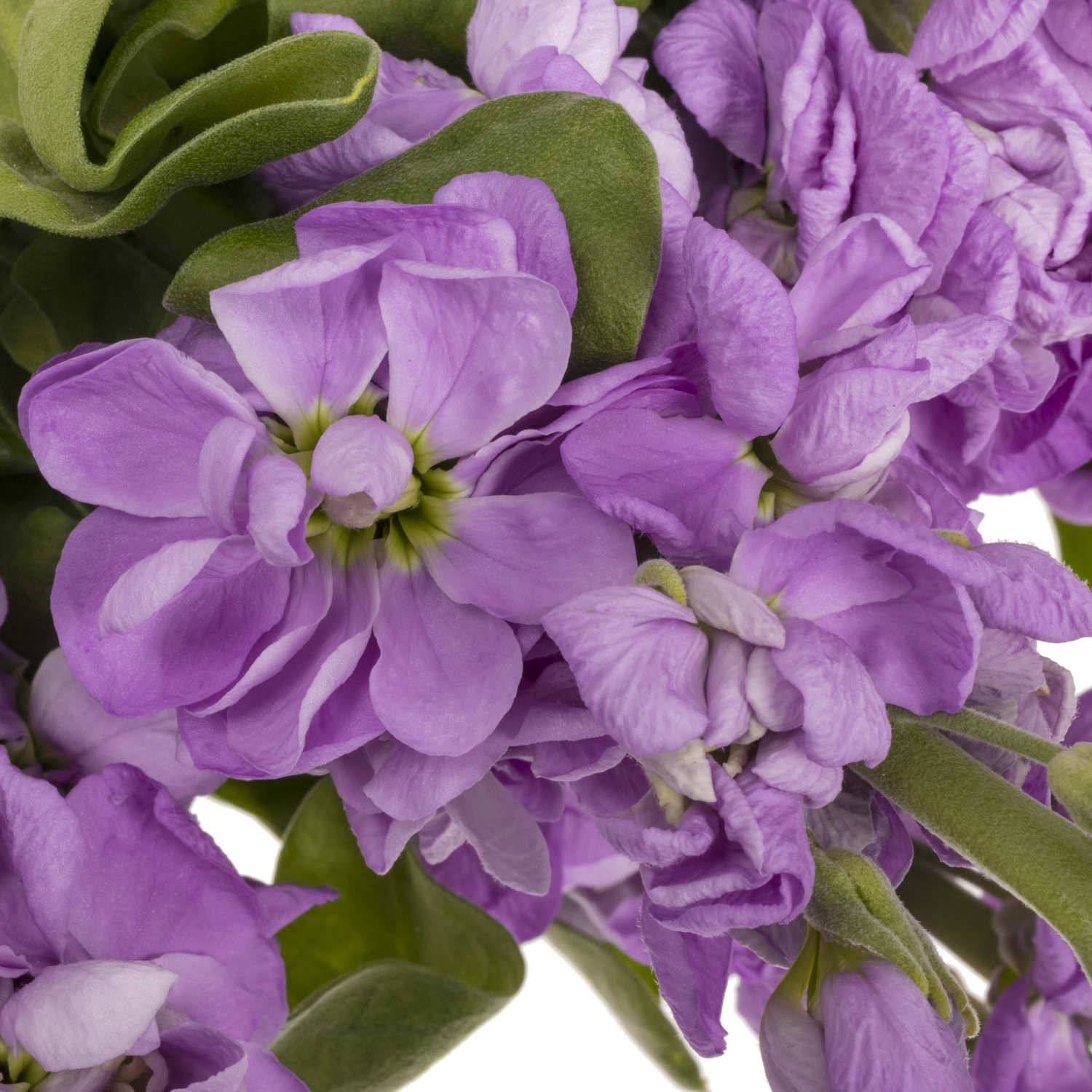 Levkoje lavendel Figaro 55cm