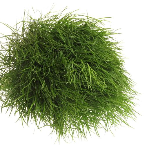 Corallo Gras grün 60cm
