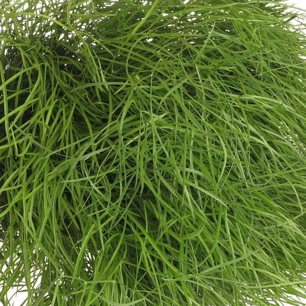 Corallo Gras grün 60cm