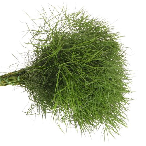 Corallo Gras grün 60cm
