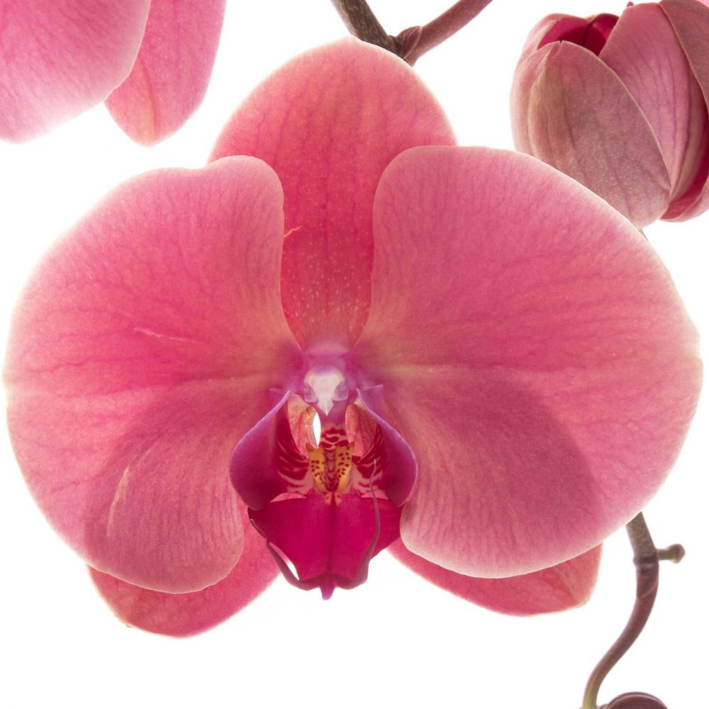 Phalaenopsis rosa Coral Sunset 7-9 Blüten 60cm