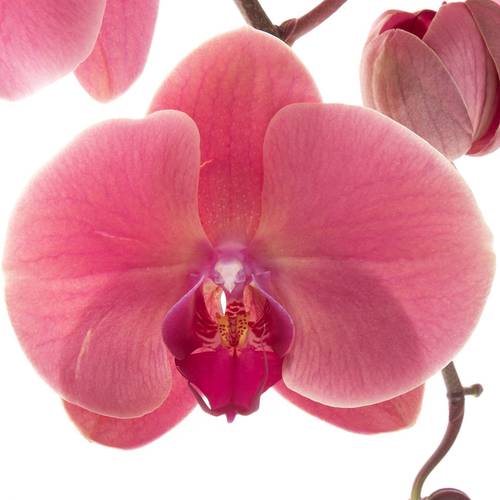 Phalaenopsis rosa Coral Sunset 7-9 Blüten 60cm