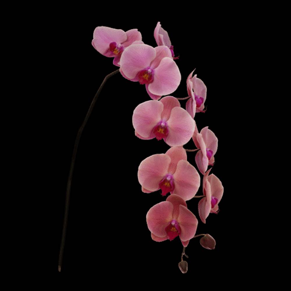 Phalaenopsis rosa Coral Sunset 7-9 Blüten 60cm