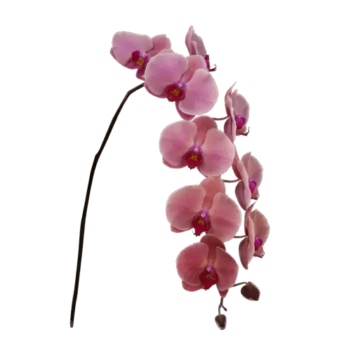 Phalaenopsis rosa Coral Sunset 7-9 Blüten 60cm