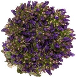 Campanula violet Benova Blue 60cm