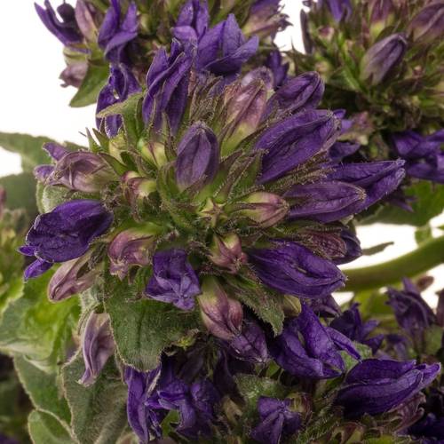 Campanula violet Benova Blue 60cm