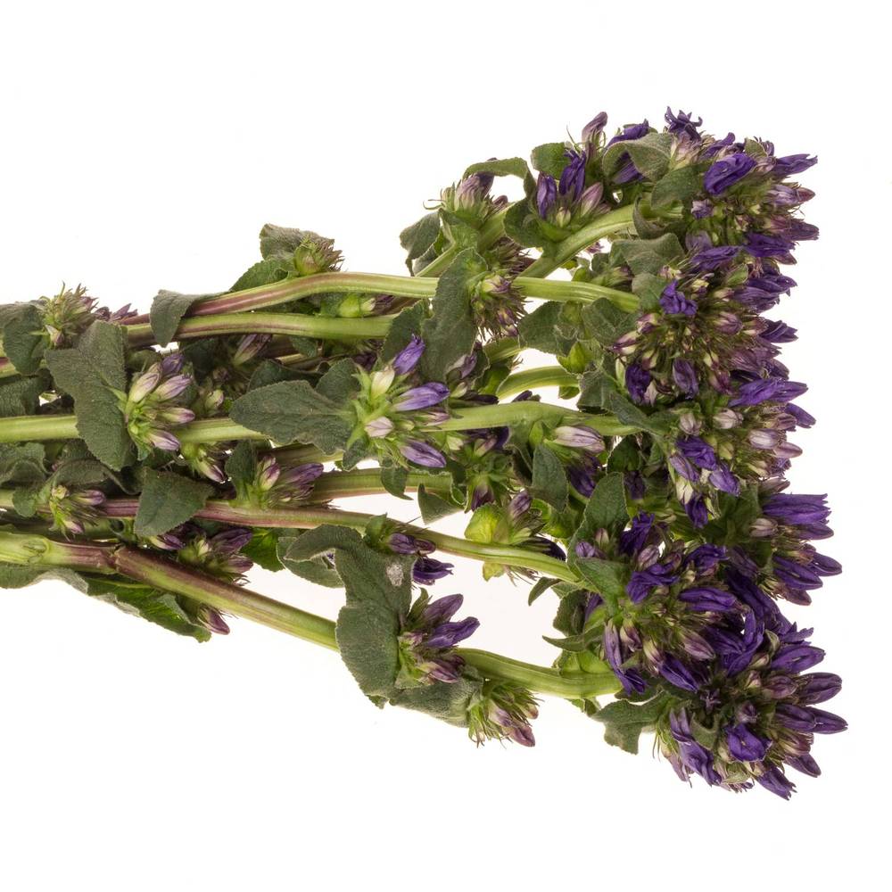 Campanula violet Benova Blue 60cm