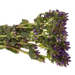 Campanula violet Benova Blue 60cm