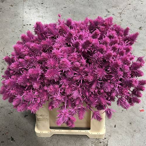 Distel fuchsia Supernova Questar gefärbt 60cm
