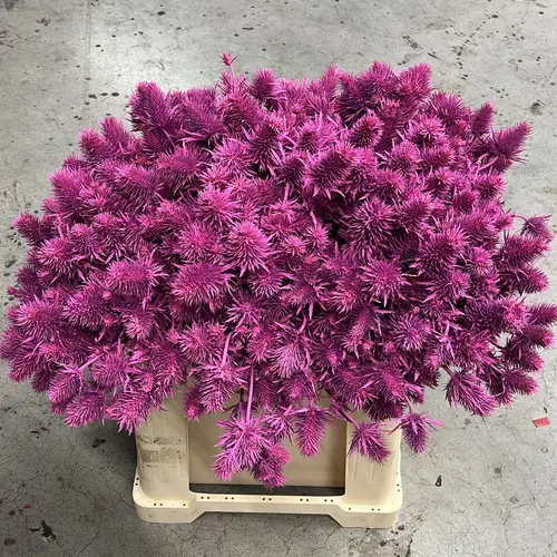 Distel fuchsia Supernova Questar gefärbt 60cm