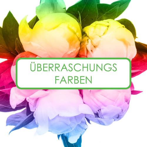 Pfingstrose mix 3x5 Farbe 60cm