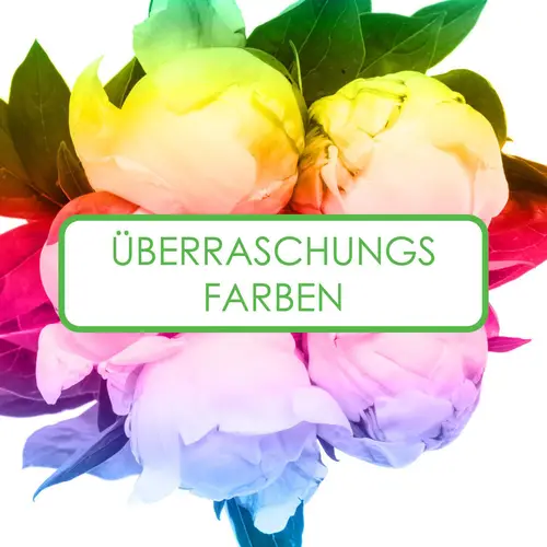 Pfingstrose mix 3x5 Farbe 60cm