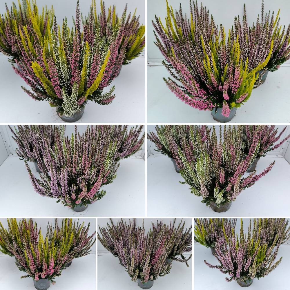 Calluna Bl mix Trio Starlight T10,5 H025