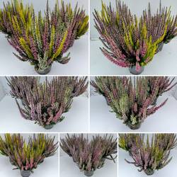 Calluna Bl mix Trio Starlight T10,5 H025