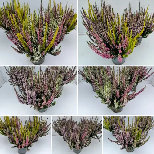 Calluna Bl mix Trio Starlight T10,5 H025