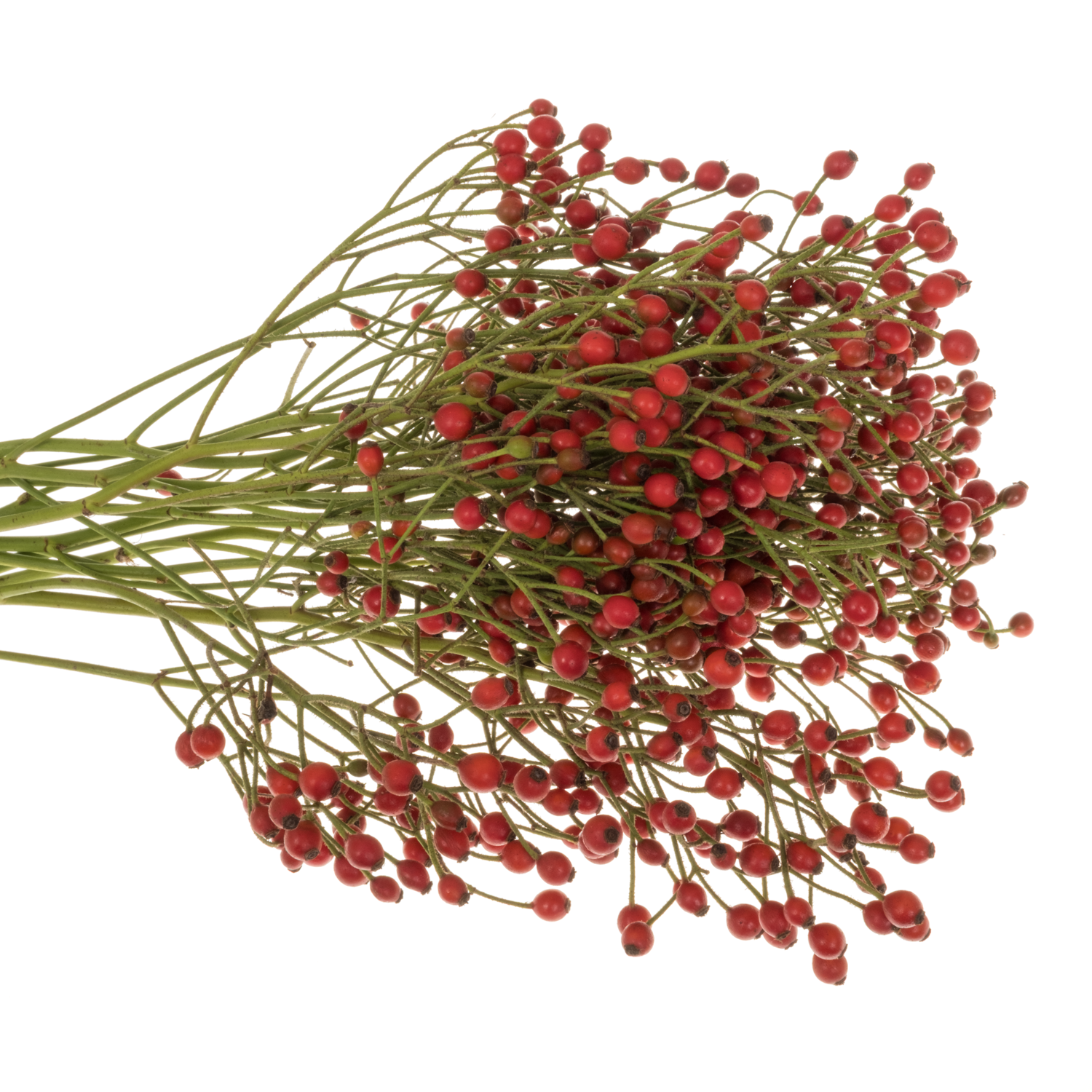 Hagebutte rot Plenty 40cm