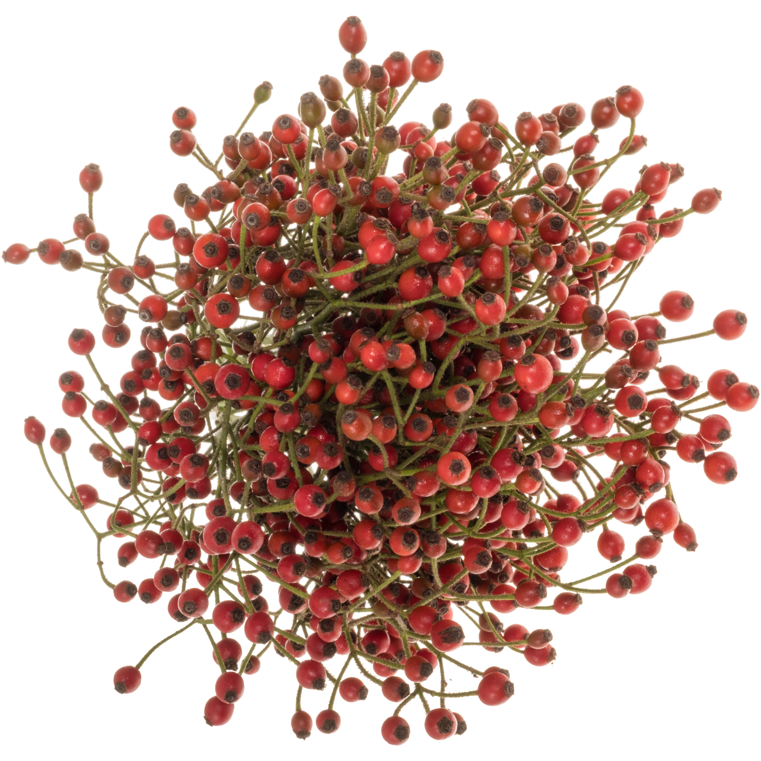 Hagebutte rot Plenty 40cm