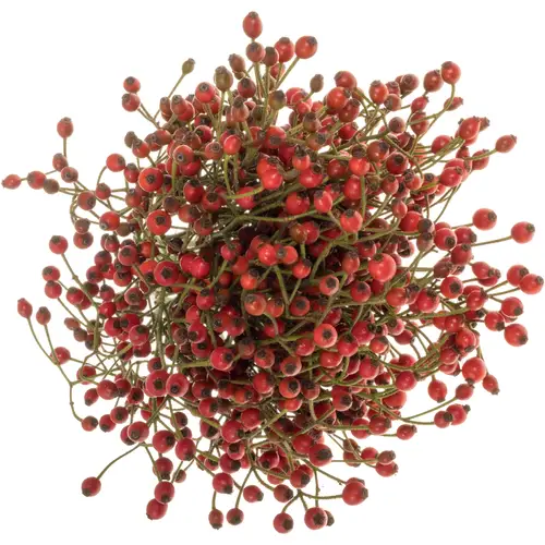 Hagebutte rot Plenty 40cm