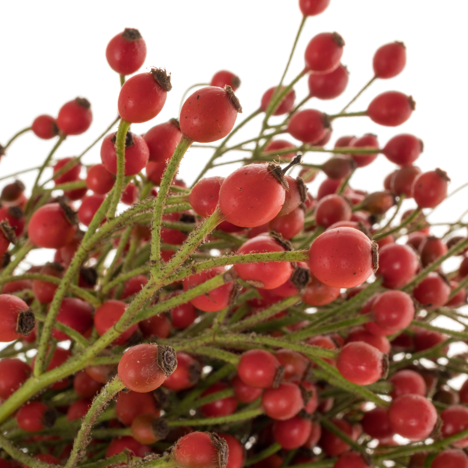 Hagebutte rot Plenty 40cm