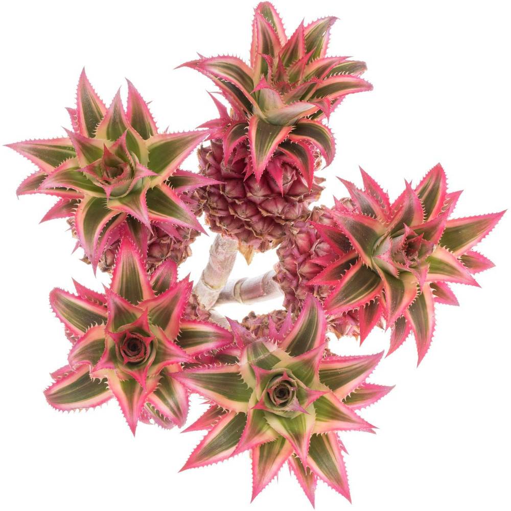 Ananas dunkel rosa Compacta 40cm