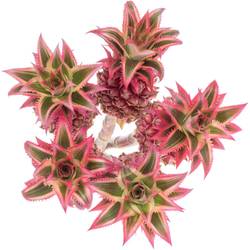 Ananas dunkel rosa Compacta 40cm