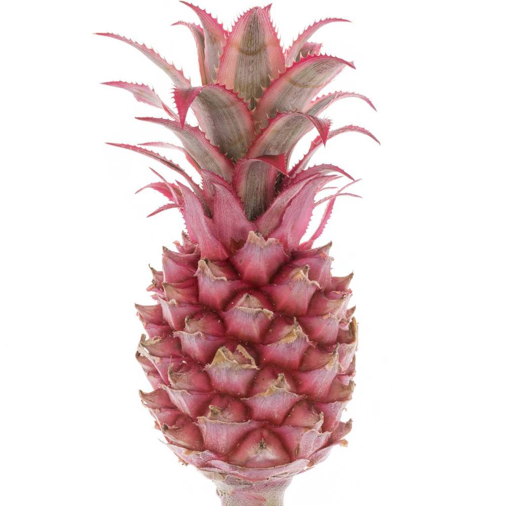 Ananas dunkel rosa Compacta 40cm