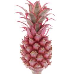 Ananas dunkel rosa Compacta 40cm