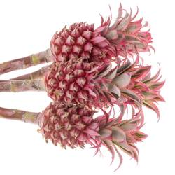 Ananas dunkel rosa Compacta 40cm