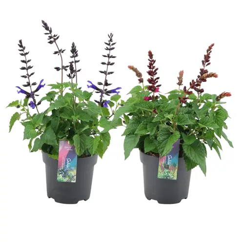 Salvia mix Salgoon T17 H055