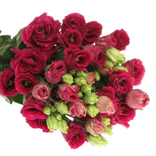 Lisianthus rot Arosa Muttertag  5+Bl 70cm