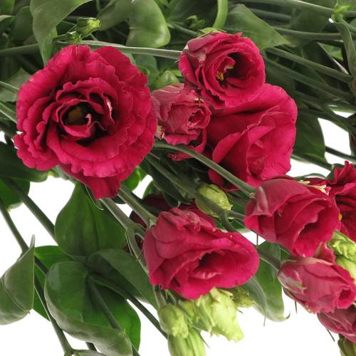 Lisianthus rot Arosa Muttertag  5+Bl 70cm