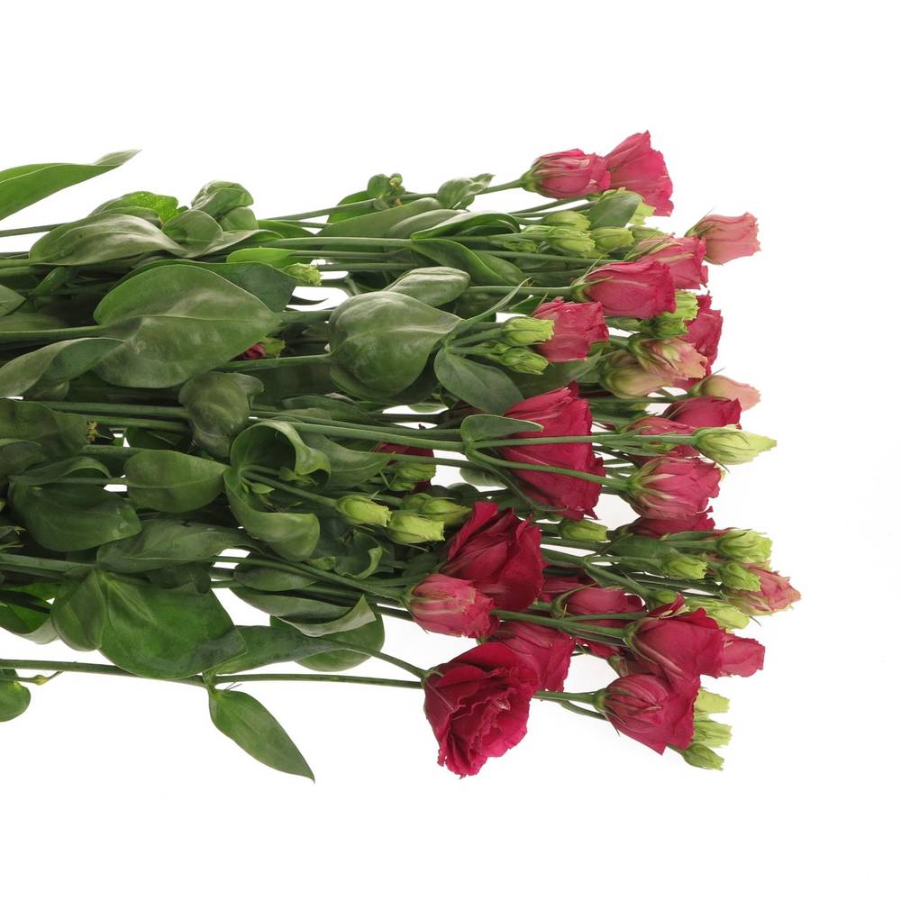 Lisianthus rot Arosa Muttertag  5+Bl 70cm