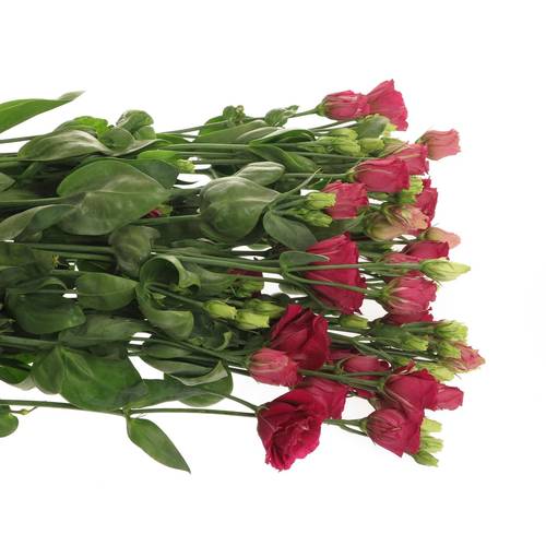 Lisianthus rot Arosa Muttertag  5+Bl 70cm
