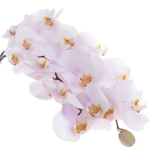Phalaenopsis rosa Alpha 25 Blüte 3 Stiele