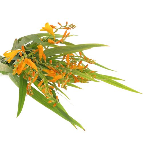 Montbretie hell orange Georg Davison 60cm