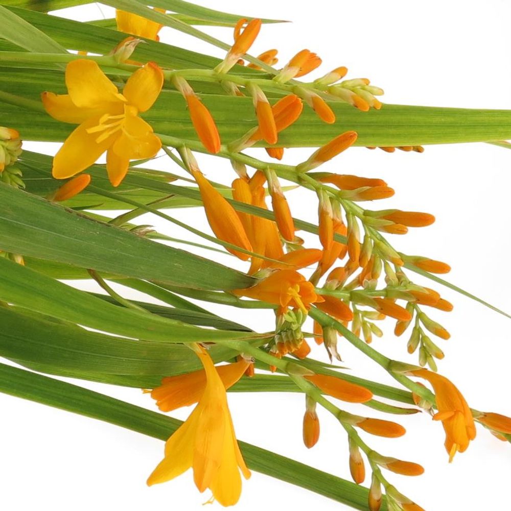 Montbretie hell orange Georg Davison 60cm