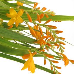 Montbretie hell orange Georg Davison 60cm