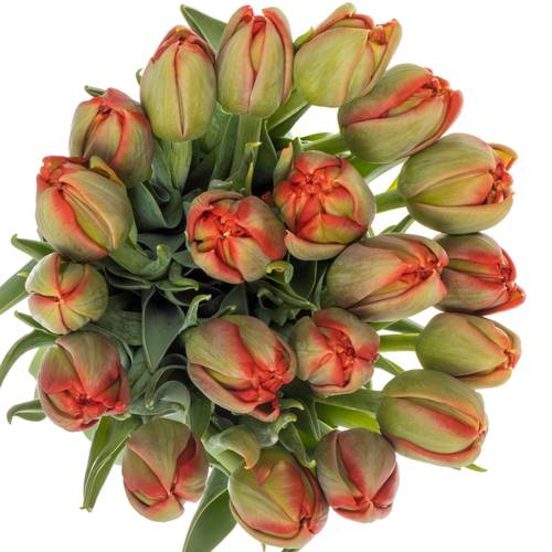 Tulpe rot doppel Edendale 36 Gramm