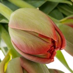 Tulpe rot doppel Edendale 36 Gramm