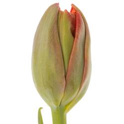 Tulpe rot doppel Edendale 36 Gramm