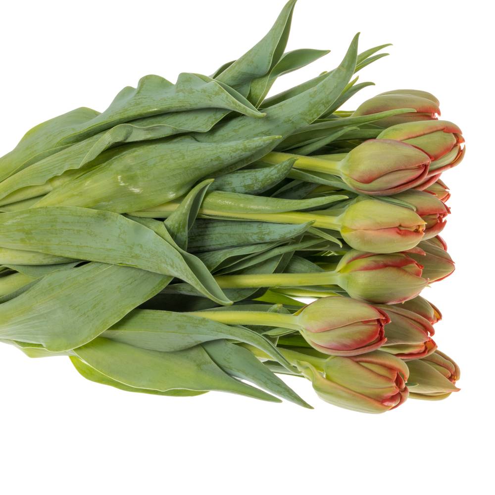 Tulpe rot doppel Edendale 36 Gramm