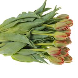 Tulpe rot doppel Edendale 36 Gramm