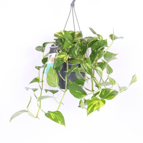 Scindapsus Pinnatum Aureum im Ampeltopf T17 H035