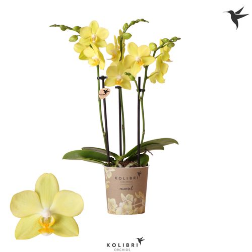 Phal.3-R gelb La Paz Kolibri T09 H35