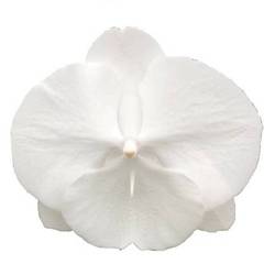 Phalaenopsis weiss Serenity 25 Blüte 3 Stiele