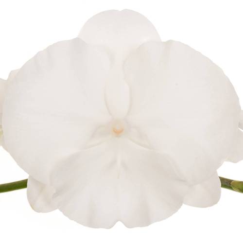 Phalaenopsis weiss Serenity 25 Blüte 2 Bis 5 Stiele
