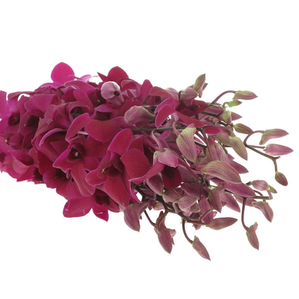 Dendrobium lila Miss Singapore 40cm