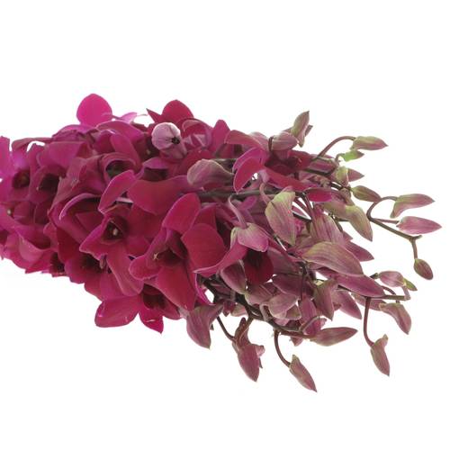 Dendrobium lila Miss Singapore 40cm