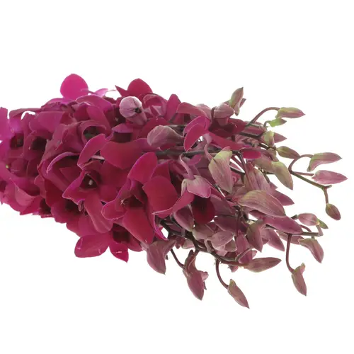 Dendrobium lila Miss Singapore 40cm