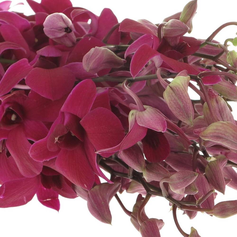 Dendrobium lila Miss Singapore 40cm